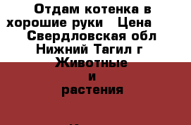 Отдам котенка в хорошие руки › Цена ­ 10 - Свердловская обл., Нижний Тагил г. Животные и растения » Кошки   . Свердловская обл.,Нижний Тагил г.